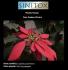 Plantas Tóxicas; Nome científico: Euphorbia pulcherrima; Nome popular: Bico-de-papagaio