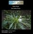 Plantas Tóxicas; Nome científico: Isotoma longiflora; Nome popular: Cega-olho