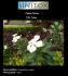 Plantas Tóxicas; Nome científico: Catharanthus roseus; Nome popular: Vinca