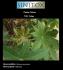 Plantas Tóxicas; Nome científico: Ricinus communis; Nome popular: Mamona