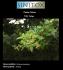 Plantas Tóxicas; Nome científico: Schinus brasiliens; Nome popular: Aroeira