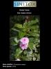 Plantas Tóxicas; Nome científico: Catharanthus roseus; Nome popular: Vinca