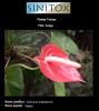 Plantas Tóxicas; Nome científico: Anthurium andraeanum; Nome popular: Antúrio