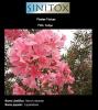 Plantas Tóxicas; Nome científico: Nerium oleander; Nome popular: Espirradeira